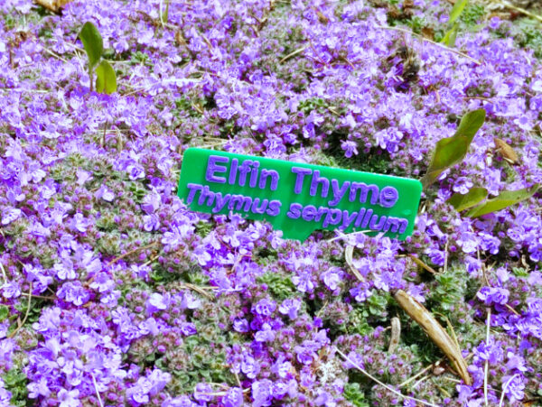 Plant Name Tag Indoor –  Forest Green & Gold - Image 2